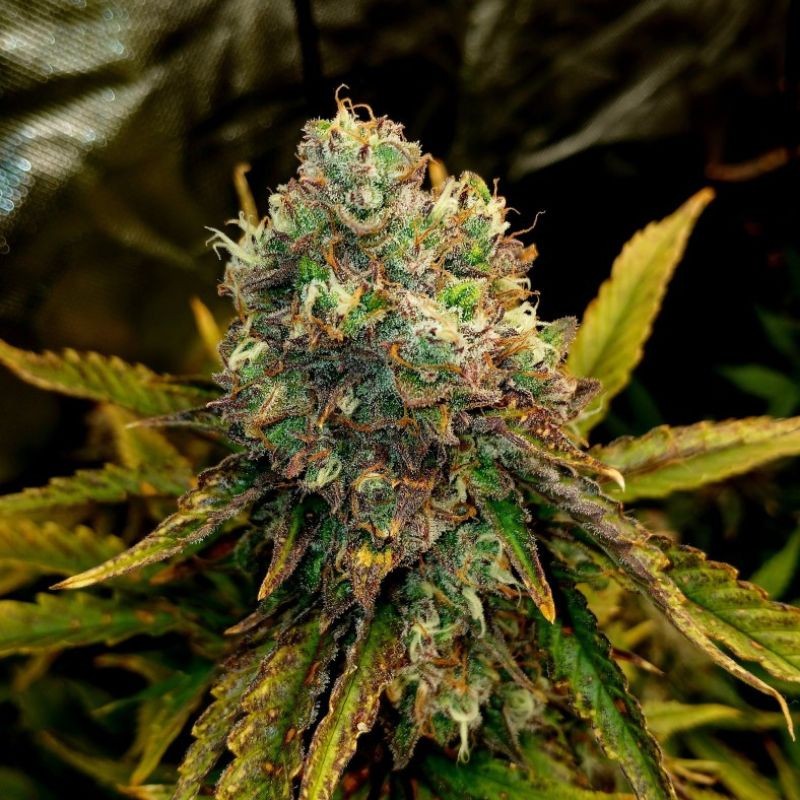 Nasiona marihuany Shellshock - opis odmiany konopi
