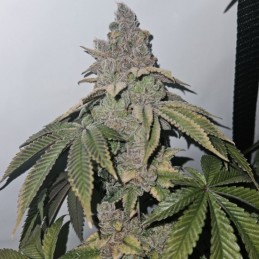 Nasiona marihuany Pure Jack - opis odmiany konopi