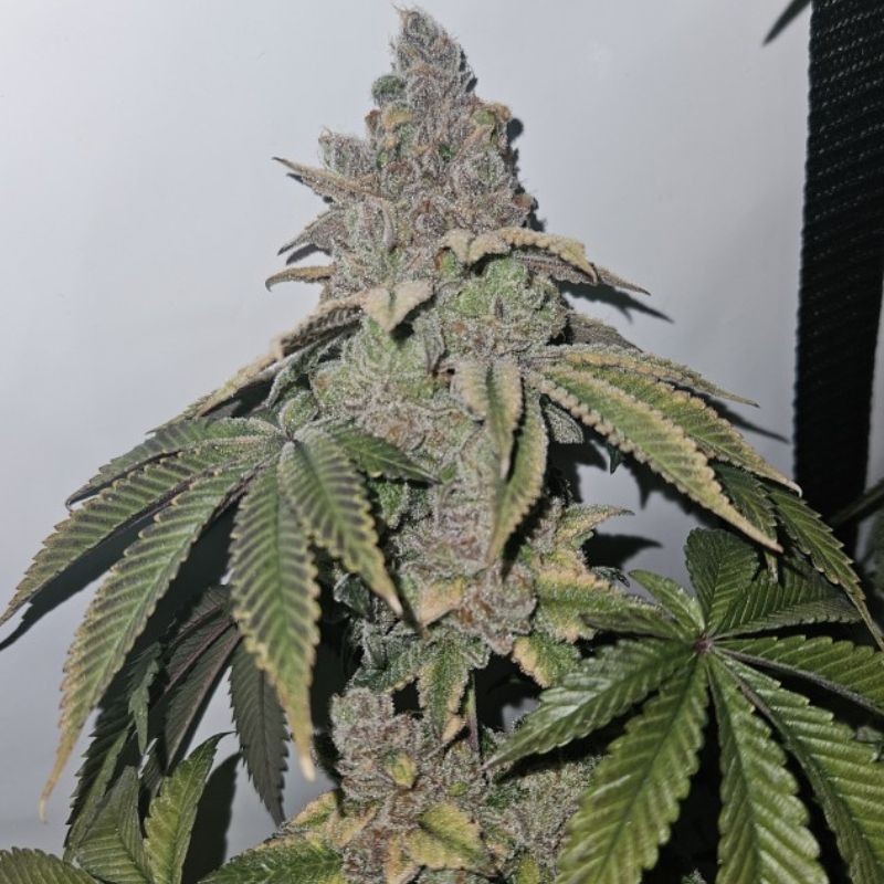 Nasiona marihuany Pure Jack - opis odmiany konopi