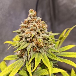 Nasiona marihuany High Priority - opis odmiany konopi