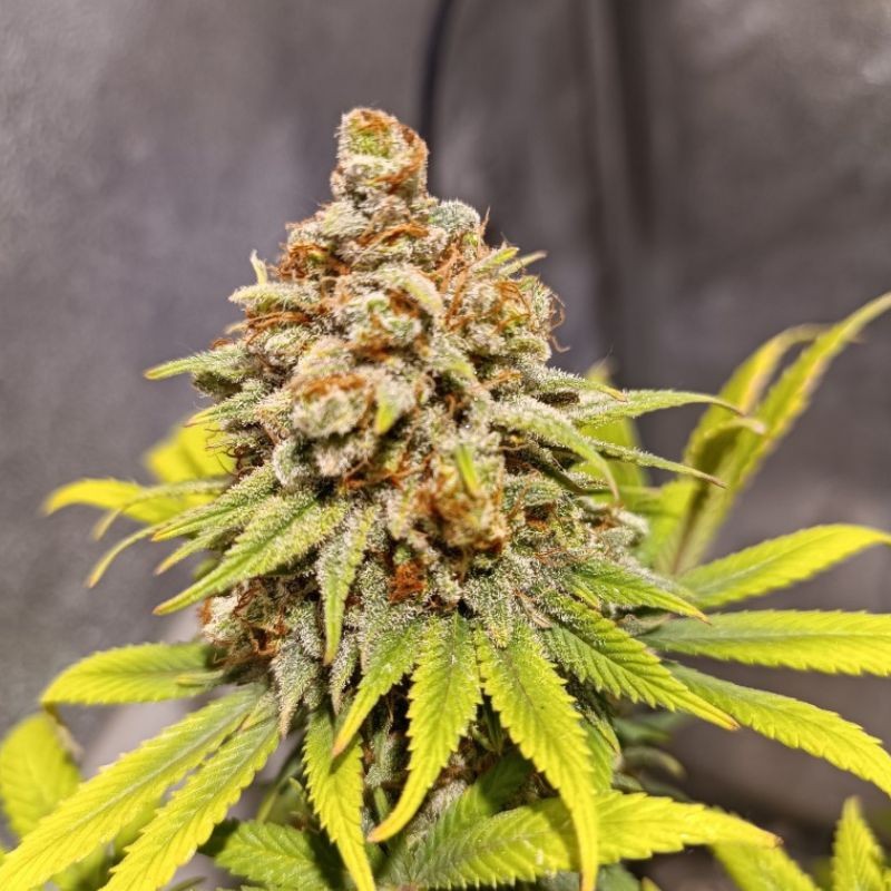 Nasiona marihuany High Priority - opis odmiany konopi