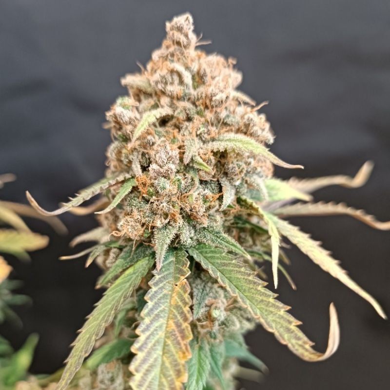 Nasiona marihuany Old White Widow - opis odmiany konopi