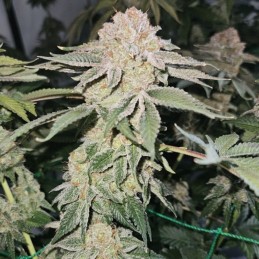 Nasiona marihuany Coastal OG - odmiana konopi