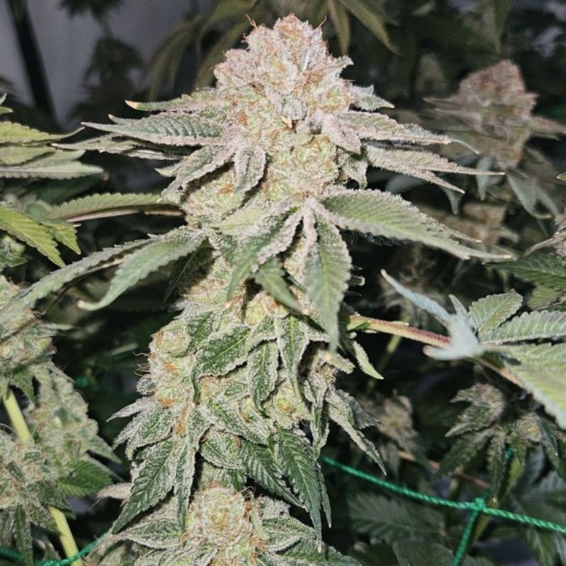 Nasiona marihuany Coastal OG - odmiana konopi