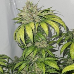 Nasiona marihuany Cheese Label - odmiana konopi