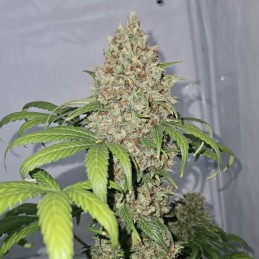 Nasiona marihuany Carnage - odmiana konopi