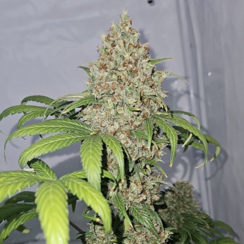 Nasiona marihuany Carnage - odmiana konopi