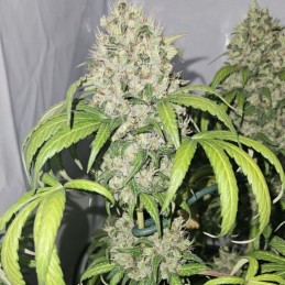 Nasiona marihuany C99 Haze - odmiana konopi