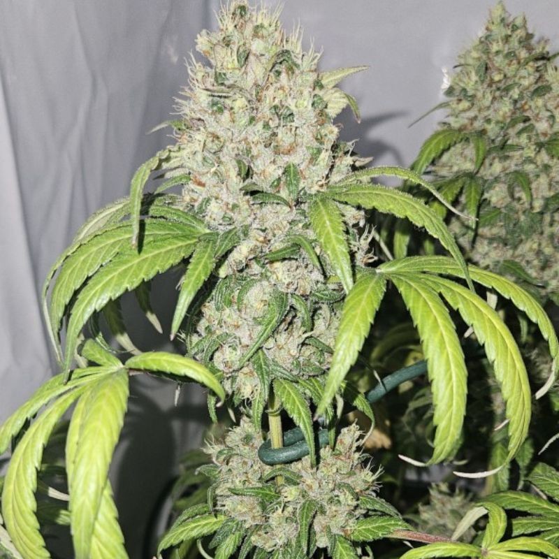 Nasiona marihuany C99 Haze - odmiana konopi