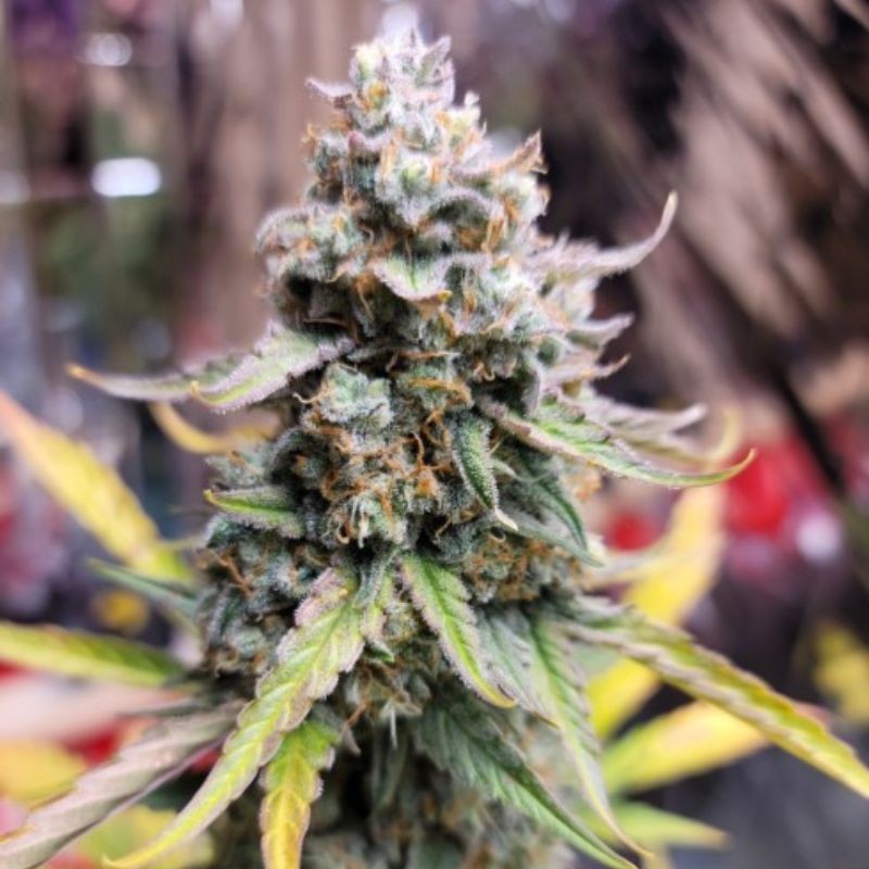 Nasiona marihuany Berry OG Kush - odmiana konopi