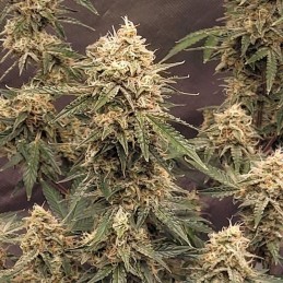 Nasiona marihuany automatyczne Auto Purps - odmiana konopi