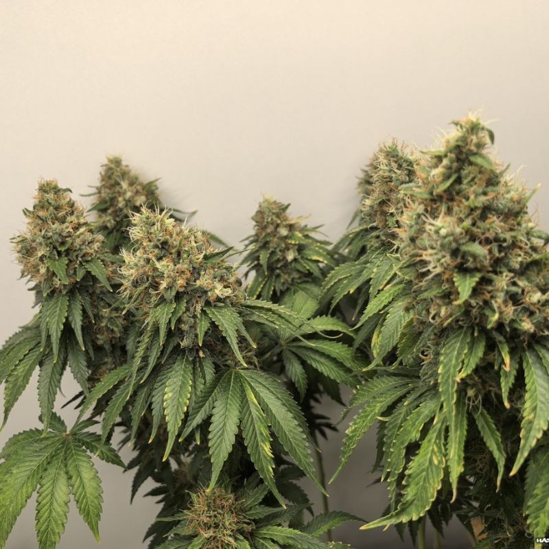 Nasiona marihuany Andromina - odmiana konopi