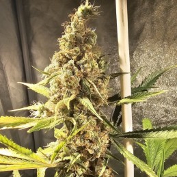 Nasiona marihuany AK-107 - odmiana konopi