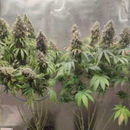 Nasiona marihuany 710 Gum - odmiana konopi