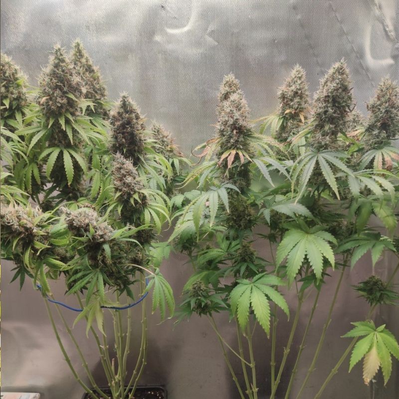 Nasiona marihuany 710 Gum - odmiana konopi