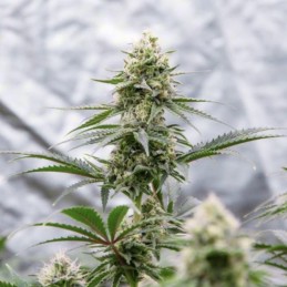 Nasiona marihuany Leonarda - opis odmiany konopi