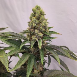 Nasiona marihuany X-Haze - opis odmiany konopi