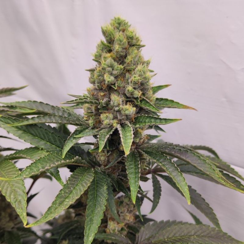 Nasiona marihuany X-Haze - opis odmiany konopi