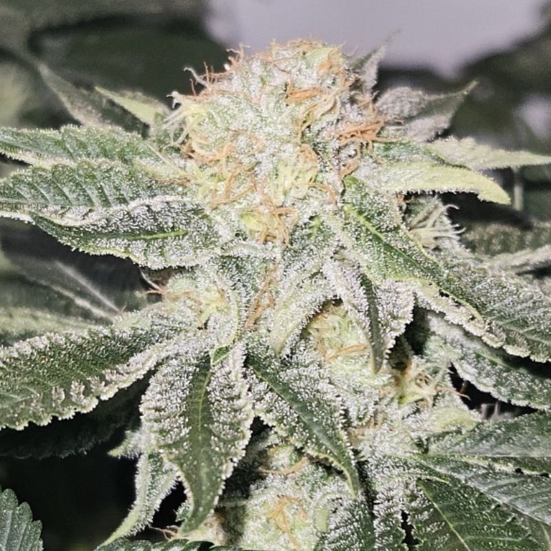 Nasiona marihuany automaty White Skunk Automatic - opis odmiany konopi