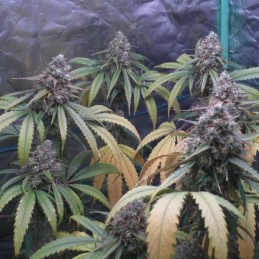 Nasiona marihuany White Skunk - opis odmiany konopi