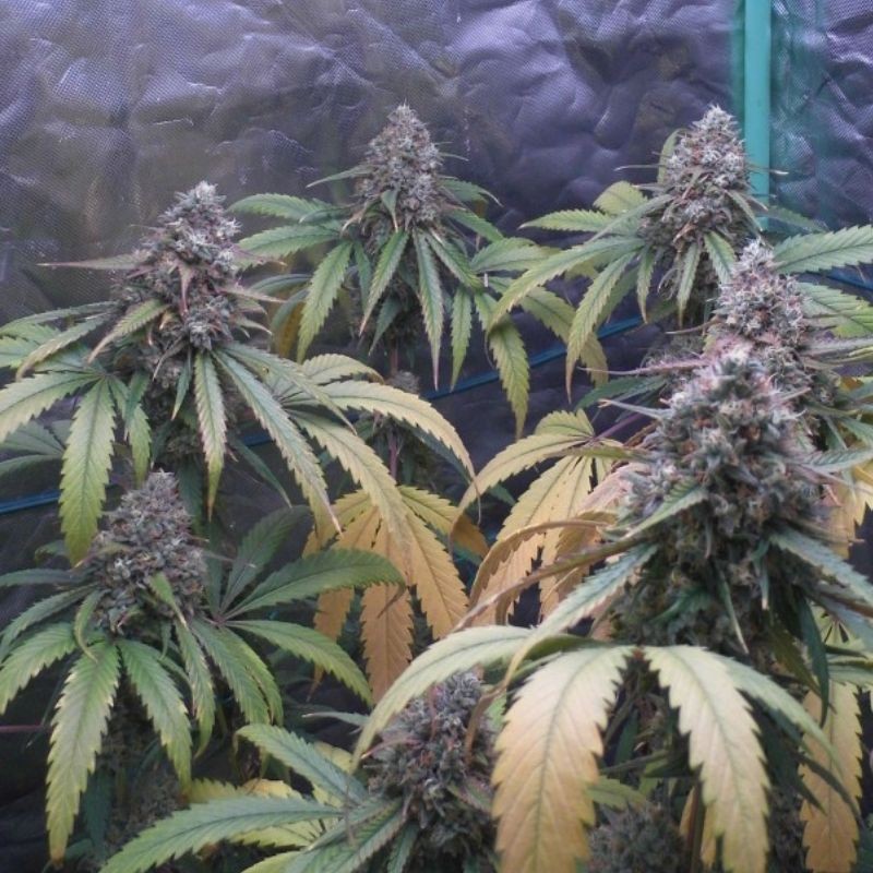 Nasiona marihuany White Skunk - opis odmiany konopi