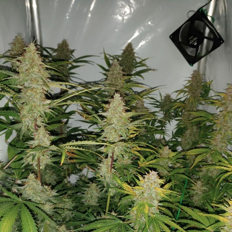 nasiona marihuany White Ice - opis odmiany konopi