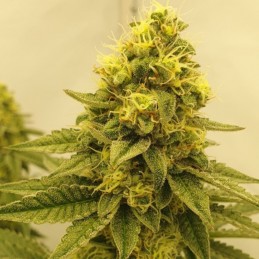 Nasiona marihuany automaty White Haze Automatic - opis odmiany konopi