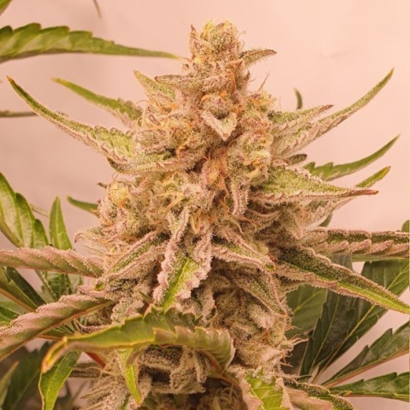 nasiona marihuany White Gorilla Haze - opis odmiany konopi