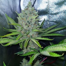 nasiona marihuany White Gold - opis odmiany konopi