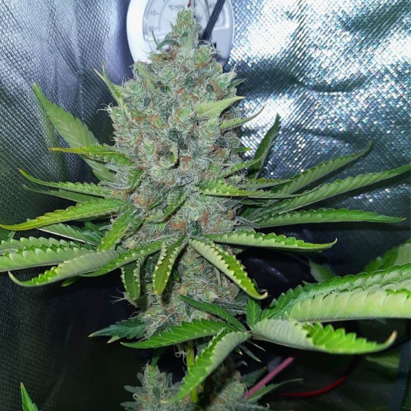 nasiona marihuany White Gold - opis odmiany konopi