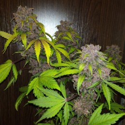 Nasiona marihuany automatyczne Purple Bud Automatic - opis odmiany konopi