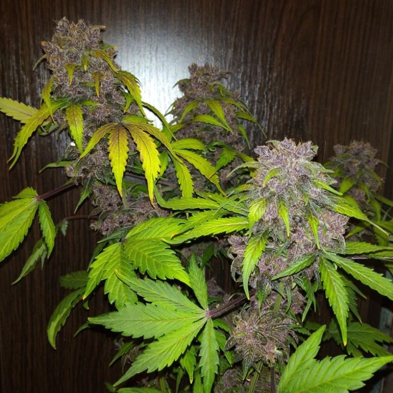 Nasiona marihuany automatyczne Purple Bud Automatic - opis odmiany konopi