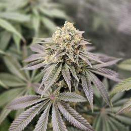 Nasiona marihuany Purple Bud - opis odmiany konopi