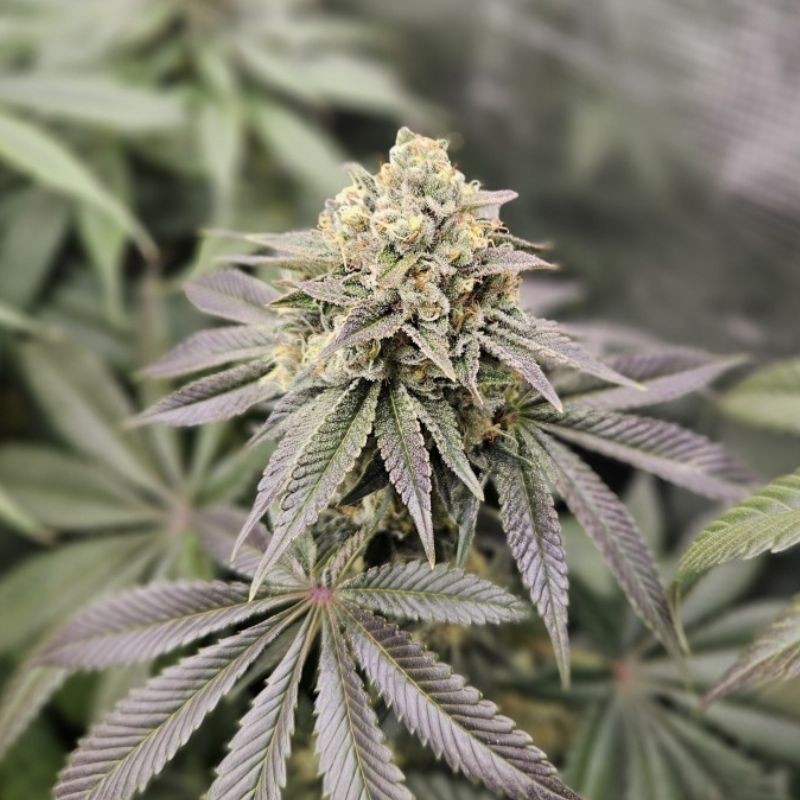 Nasiona marihuany Purple Bud - opis odmiany konopi