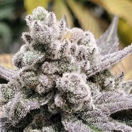 nasiona marihuany Wedding Cheesecake - opis odmiany konopi