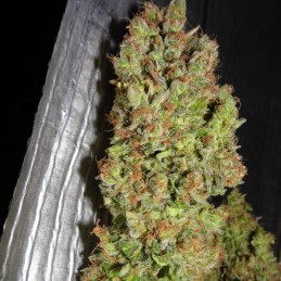 Nasiona marihuany automatyczne Skunk 1 Automatic - opis odmiany konopi
