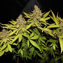 Nasiona marihuany Candy Dream Skunk 1 - odmiana konopi