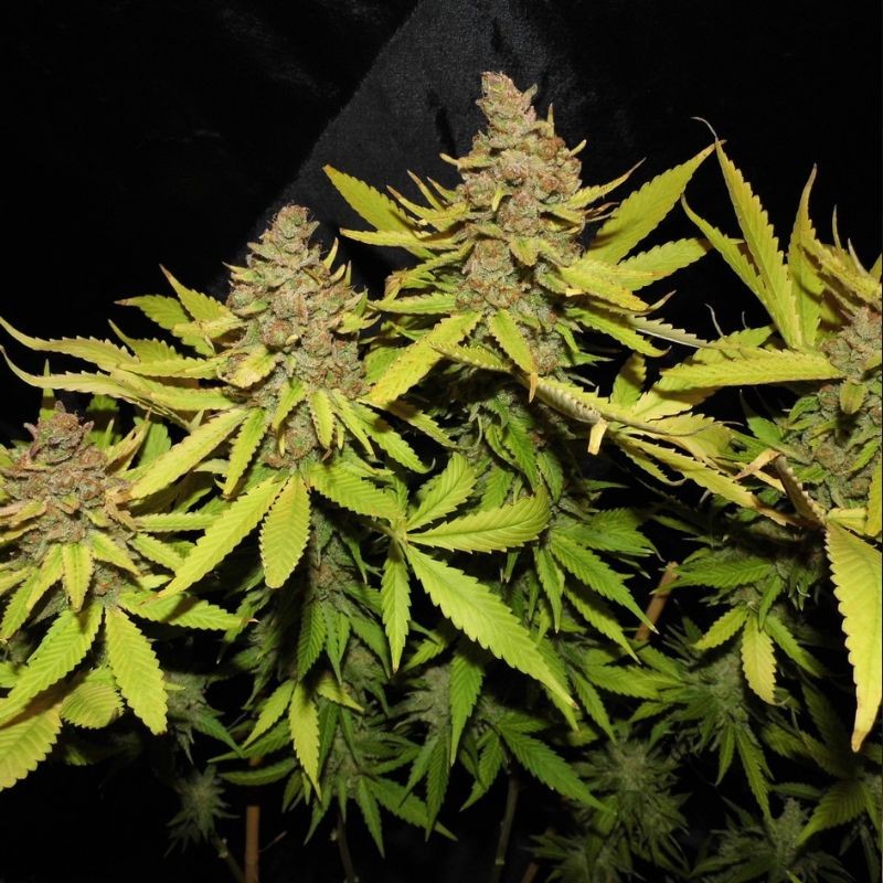 Nasiona marihuany Candy Dream Skunk 1 - odmiana konopi