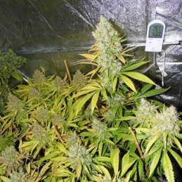 Nasiona marihuany automatyczne Northern Lights Automatic - opis odmiany konopi