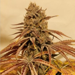 Nasiona marihuany automatyczne Pure Power Plant Automatic - opis odmiany konopi