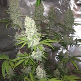 Nasiona marihuany Banana Kush - odmiana konopi