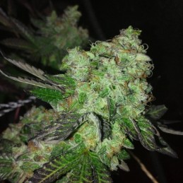 Nasiona marihuany Double Banana Kush - odmiana konopi