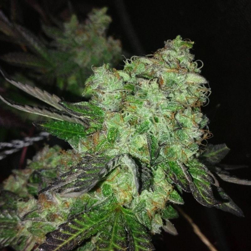 Nasiona marihuany Double Banana Kush - odmiana konopi