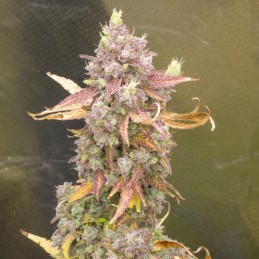 Nasiona marihuany Pure Power Plant - opis odmiany konopi