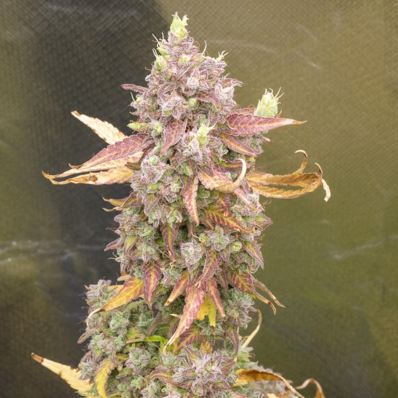 Nasiona marihuany Pure Power Plant - opis odmiany konopi