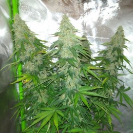 Nasiona marihuany Nicole Hindu Kush - opis odmiany konopi