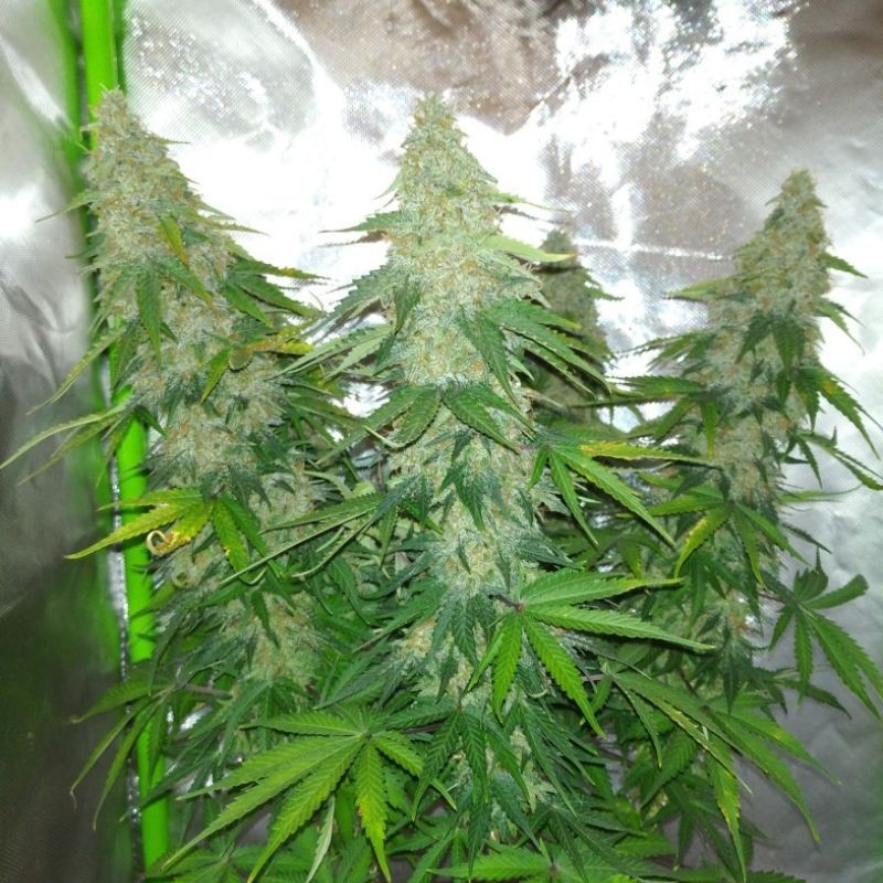 Nasiona marihuany Nicole Hindu Kush - opis odmiany konopi