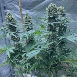 Nasiona marihuany automatyczne Master Kush Automatic - opis odmiany konopi