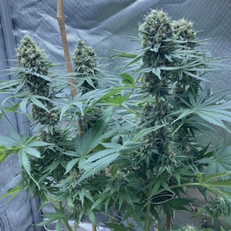 Nasiona marihuany automatyczne Master Kush Automatic - opis odmiany konopi
