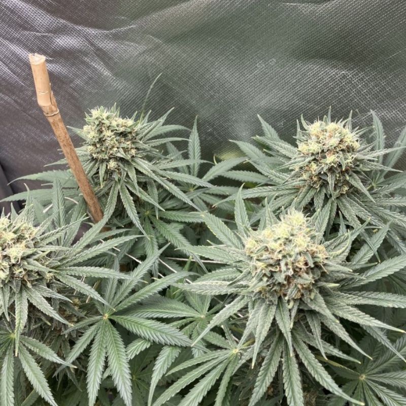 Nasiona marihuany Guava Jelly - odmiana konopi